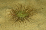 2009_0208_024506