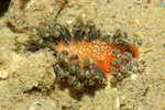 2009_0208_043658