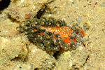 2009_0208_043732