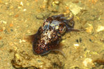 2009_0208_044028