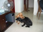 IMG_0006