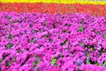 DAN_4579