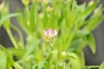 DAN_4602