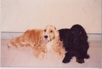 bebe & tung tung