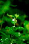 CRW_4091