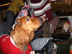 Snoopy