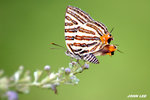 
DSC_6597 �Ƚu�ǽ� 
