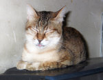Cat One
