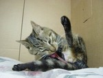 pic09