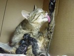 pic11
