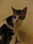 cat1