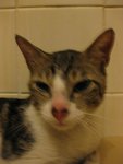 cat2