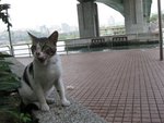 cat3