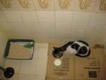 cat4