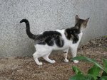 cat5