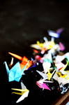 colorful swan
