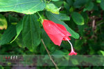 DSCF4387