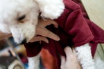 �e���Y���s