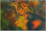 DSC_5092_640