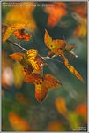 DSC_5093_640