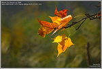 DSC_5135_640