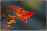 DSC_5160_640