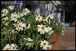 DSC_2675_640