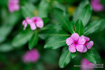 DSC_5334_800