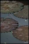 DSC_7701_640