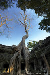 Ta Prohm  �𴶭ۦx