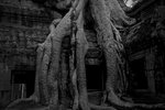 Ta Prohm  �𴶭ۦx
