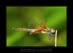 DSC_3592ps