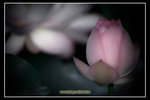 _MG_2154