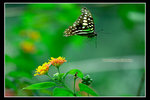 25April2006_butterfly0007