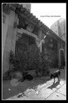 alc_bw_06