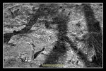 scan_BW_08