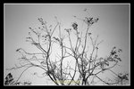 scan_BW_13