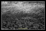 scan_BW_14