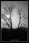 scan_BW_25