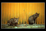 �W�J�x��_024