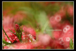 �Q�̥���0031