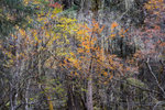 IMG_4436_1