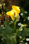 A04S1855