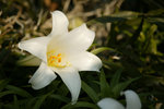 A04S1856