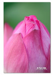 IMG_2420b