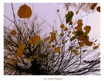 autumn6