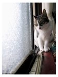 maocat02