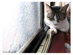 maocat03