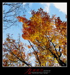 IMG_0195a