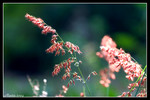CRW_1511